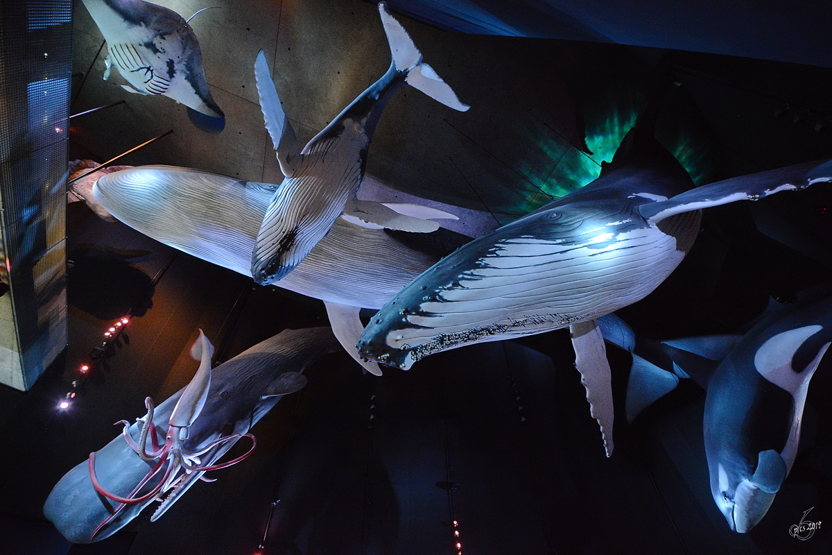Walmodelle im Ozeaneum, unter anderem zu sehen ein 26 Meter groer Blauwal, ein 16 Meter groer weiblicher Buckelwal, ein 10 Meter groer Schwertwal. (Ozeaneum Stralsund, Dezember 2014)