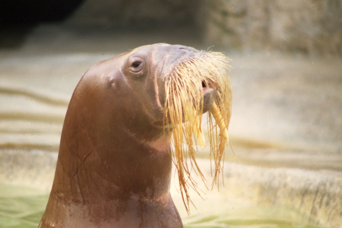 Walross in Hagenbecks Tierpark (HAMBURG/Deutschland, Mrz 1981) -- Foto eingescannt