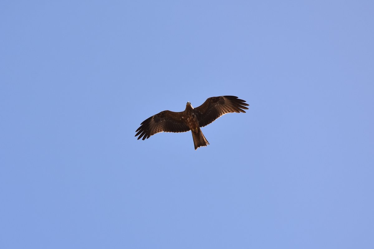 Wanderfalke ber der le de Gore (DAKAR/Senegal, 26.03.2016)