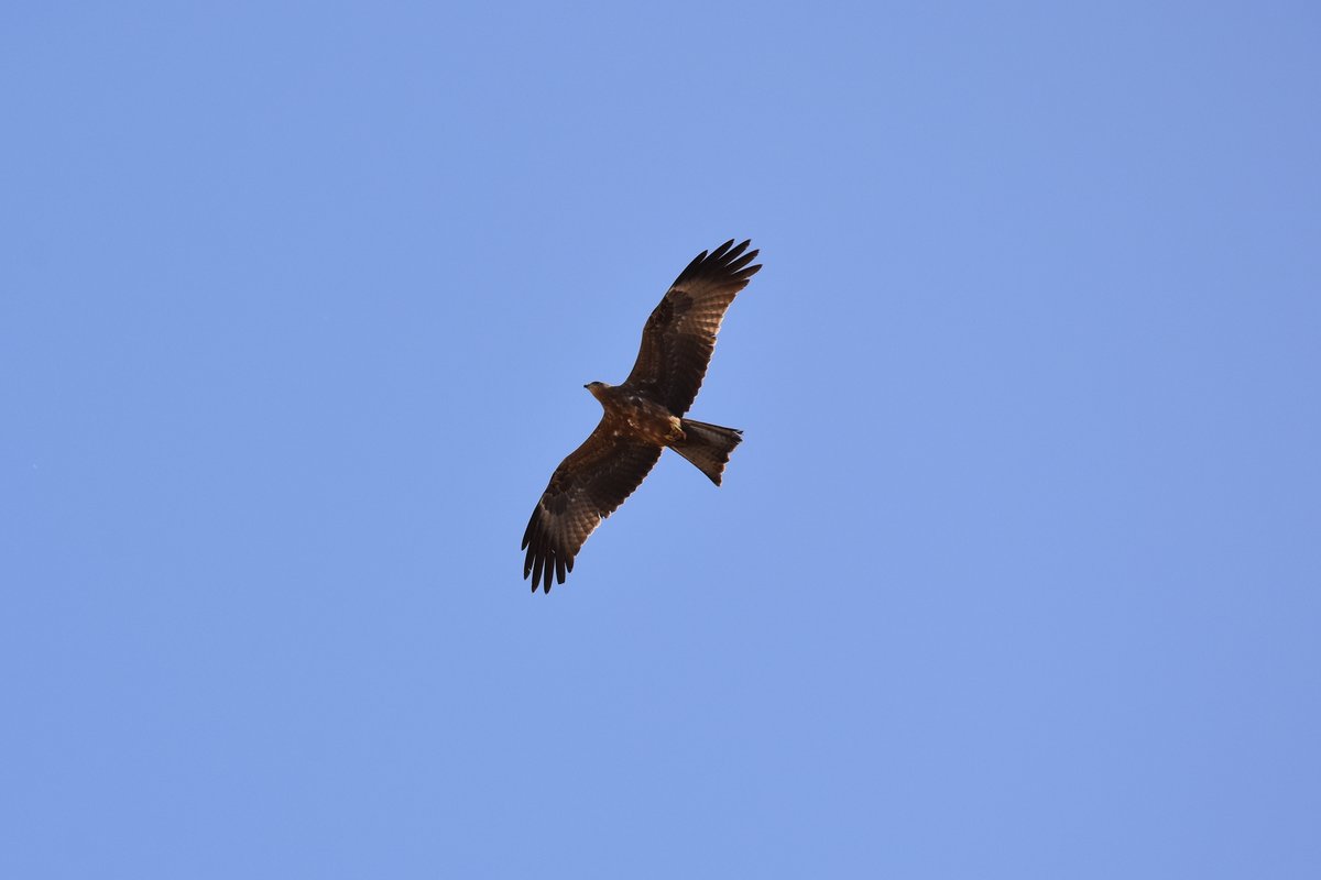 Wanderfalke ber der le de Gore (DAKAR/Senegal, 26.03.2016)