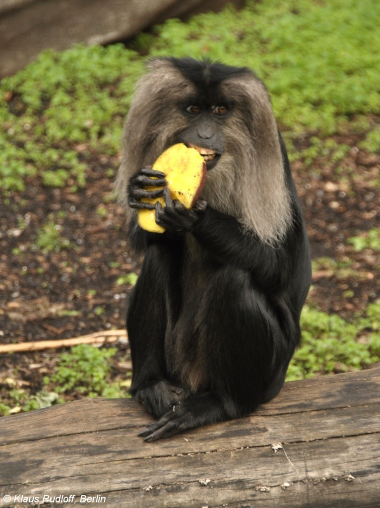 Wanderu oder Bartaffe (Macaca silenus) im Zoologischen Garten Leipzig.