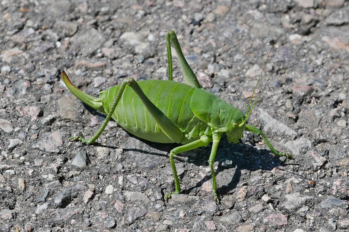 Wanstschrecke auf dem Donauradweg zwischen Geisingen und Donaueschingen am 13.06.2020.

Text auf dem Schild „Insekten auf der Baar“, das am Donauradweg zwischen Geisingen und Donaueschingen steht: „Die stark gefhrdete Wanstschrecke (Polysarcus denticauda) ist in Deutschland recht selten, besitzt aber auf der Baar einen Verbreitungsschwerpunkt. Die Heuschreckenart kann deshalb als Charakterart der Baar bezeichnet werden. Besonders das Entwicklungsziel, den Verbund des Nass- und Feuchtgrnlands zu frdern, kommt der Wanstschrecke zugute, die hier ihren Lebensraum findet.“