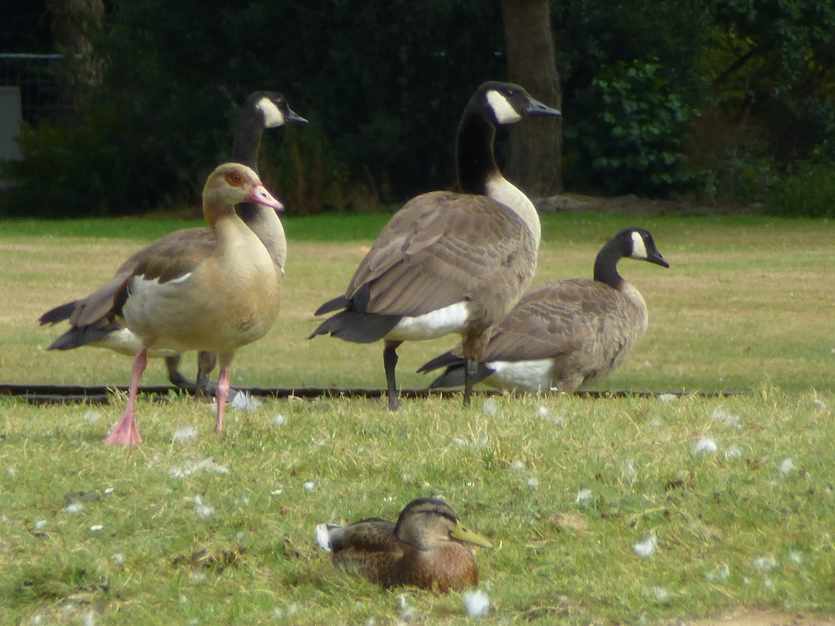 Was ist denn da rechts??

Aufgenommen am 20.08.2013.
