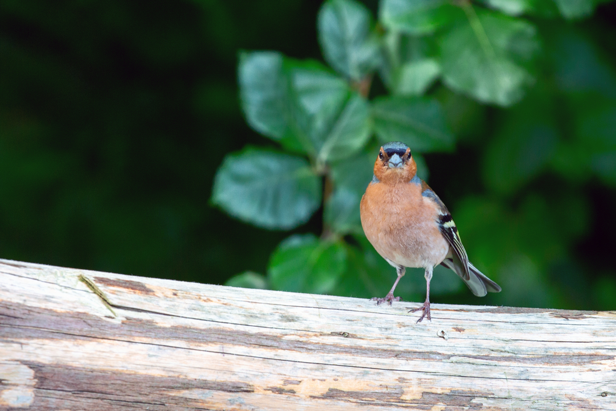 Was die Finkenartigen besonders gut knnen ist scheinbar frech in die Kamera gucken, hier ein Buchfink im Nationalpark Jasmund. - 18.07.2021