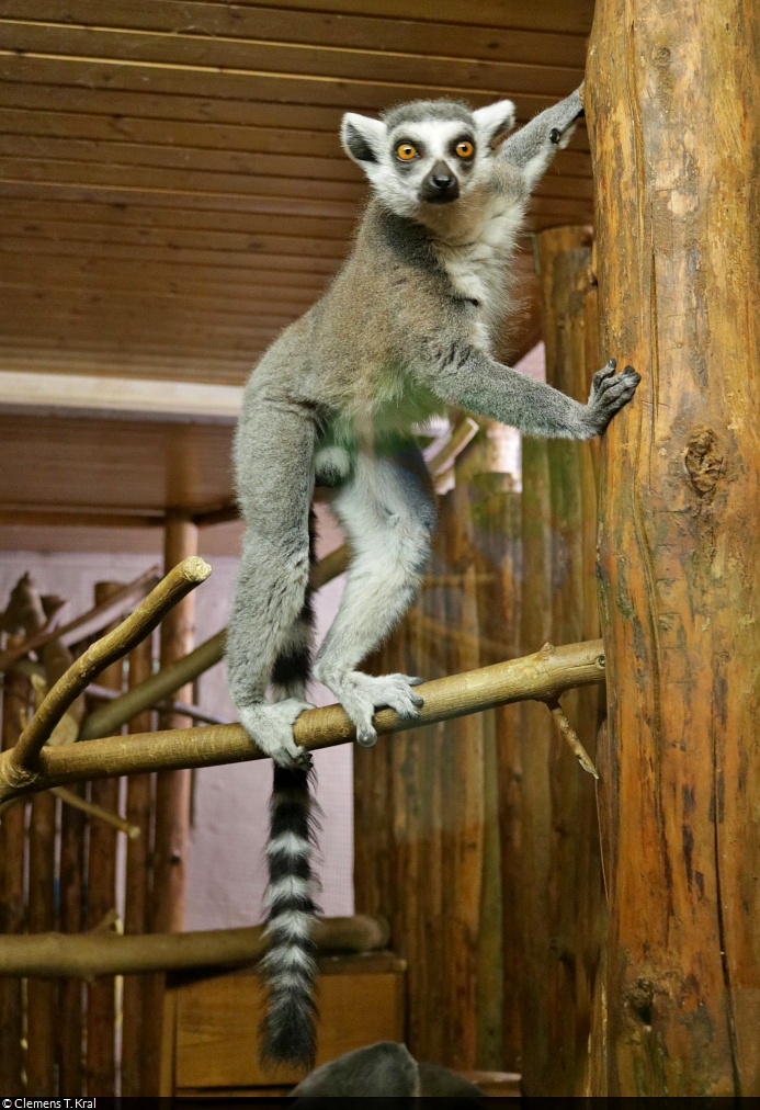 Was gibt's denn da zu sehen?
Katta (Lemur catta) im Zoo Aschersleben.

🕓 16.7.2022 | 13:55 Uhr