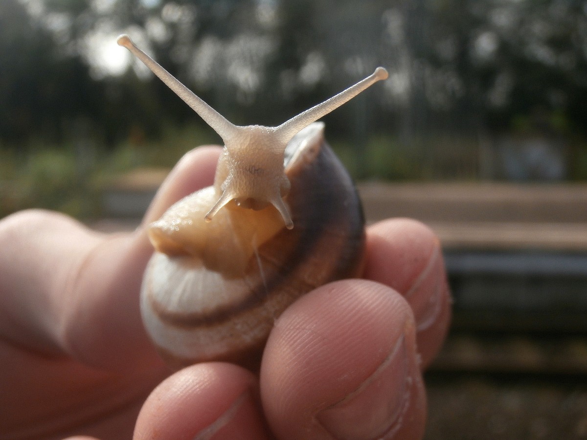 Was guckst du denn so? Auge in Auge mit einer Schnecke in essen Steele Ost.

Essen 21.09.2014