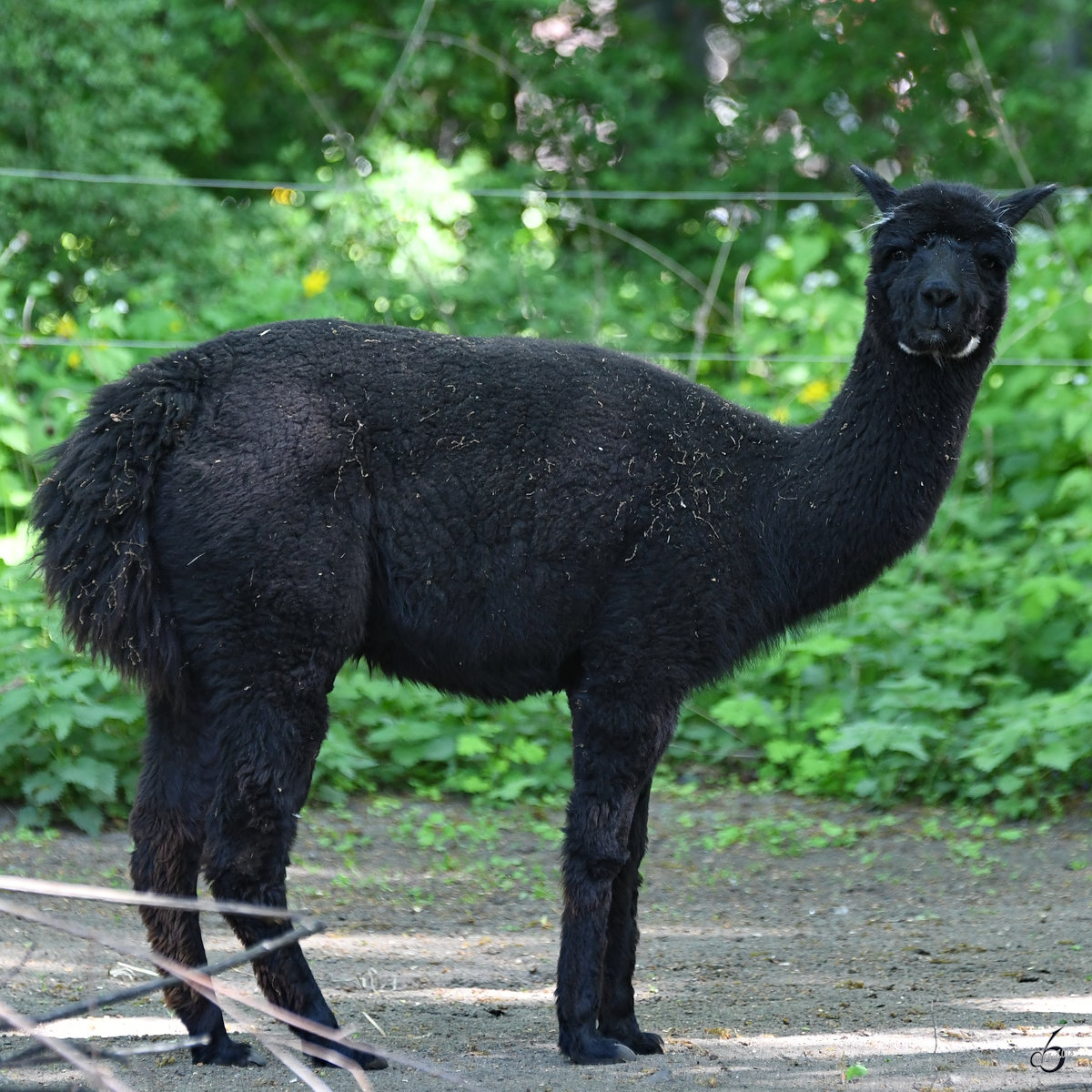 Was guckst du, Lama? (Zoo Berlin, April 2018)