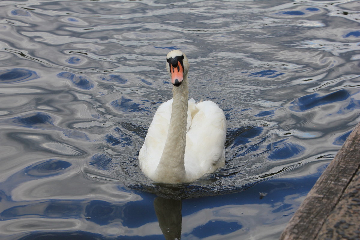  Was macht der Mensch mit diesem komischen Gert am Ufer? Das muss ich mir mal anschauen  schien dieser Hckerschwan am 26.08.2014 in der Hamburger Binnenalster zu denken.  