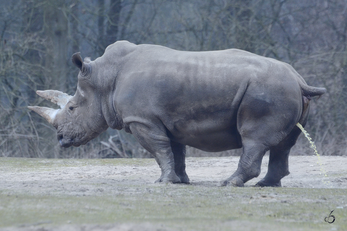 Was raus muss, muss raus. (Burgers' Zoo Arnheim, Mrz 2013) 