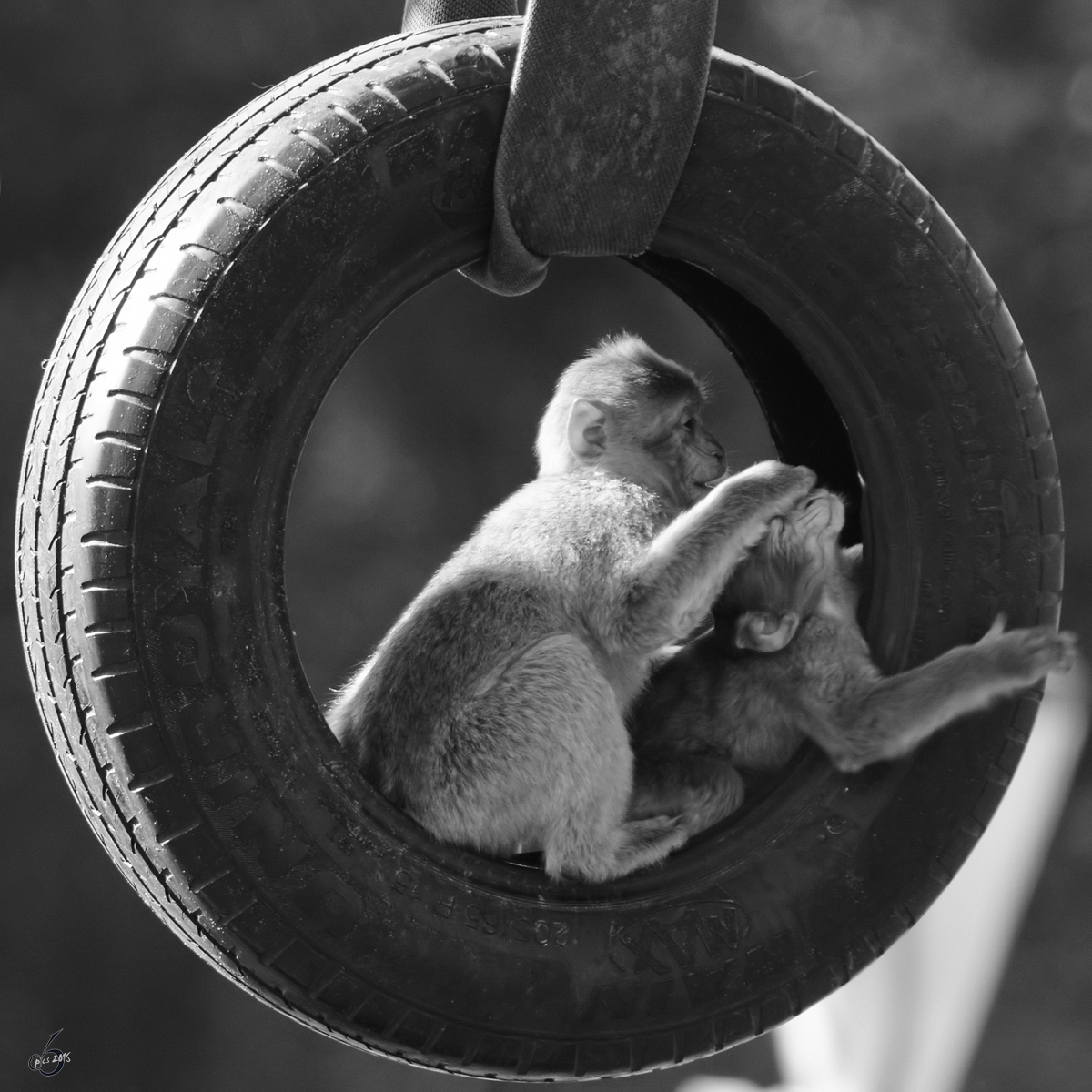 Was sich liebt, das neckt sich, denken sich wohl diese Berberaffen. (Zoo Safaripark Stukenbrock, Oktober 2014)