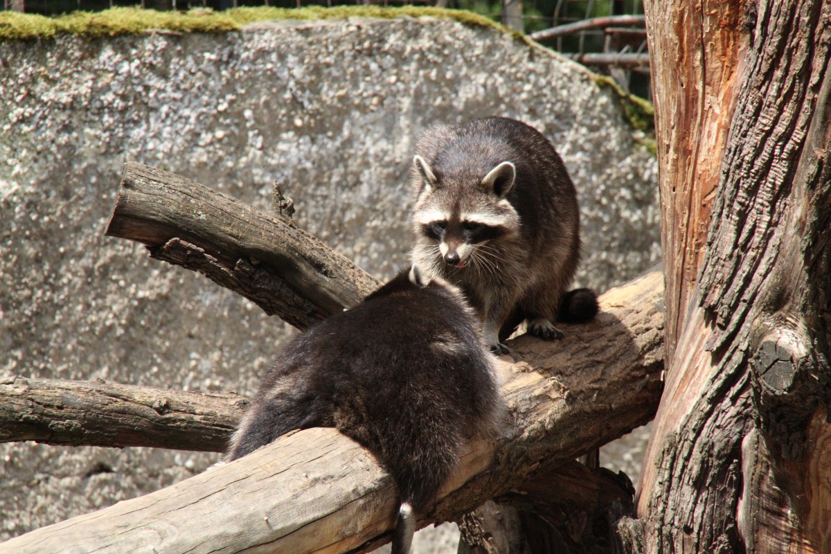 Waschbr (Procyon lotor) am 25.7.2010 im Zoo Heildelberg.