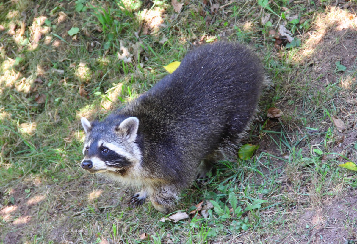 Waschbr in Tambach am 21.08.2015.