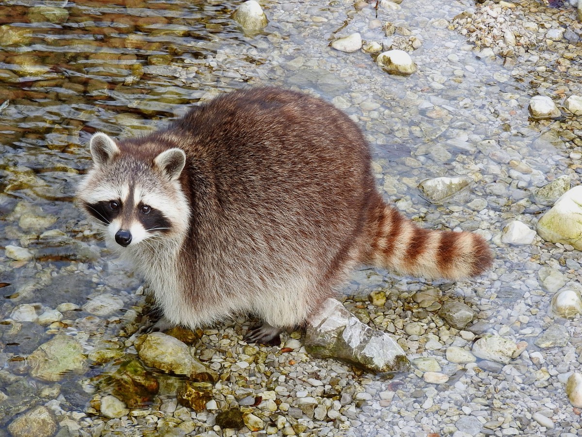 Waschbr(Procyon lotor) im Tierpark Grnau; 151220