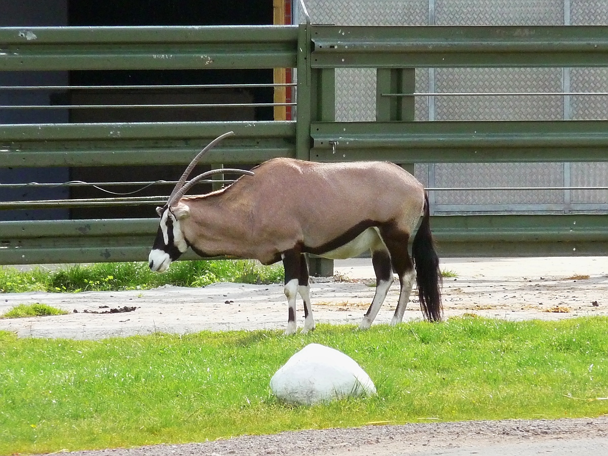 Wasserbock im Serengetipark, 9.9.15