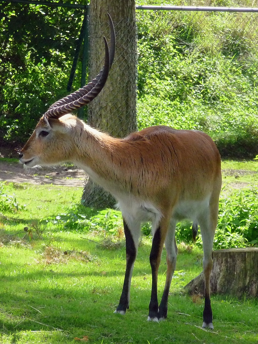 Wasserbock im Serengetipark, 9.9.15 