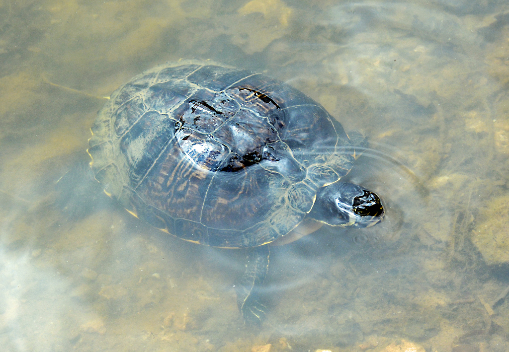 Wasserschildkrte beim Teich an der Hardtburg (bei Euskirchen) - 19.06.2014