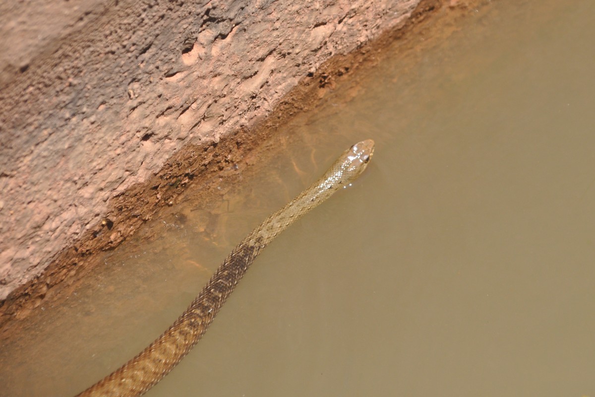 Wasserschlange in einer Levada, einem knstlich angelegten Wasserlauf (SILVES, Distrikt Faro/Portugal, 06.05.2014)