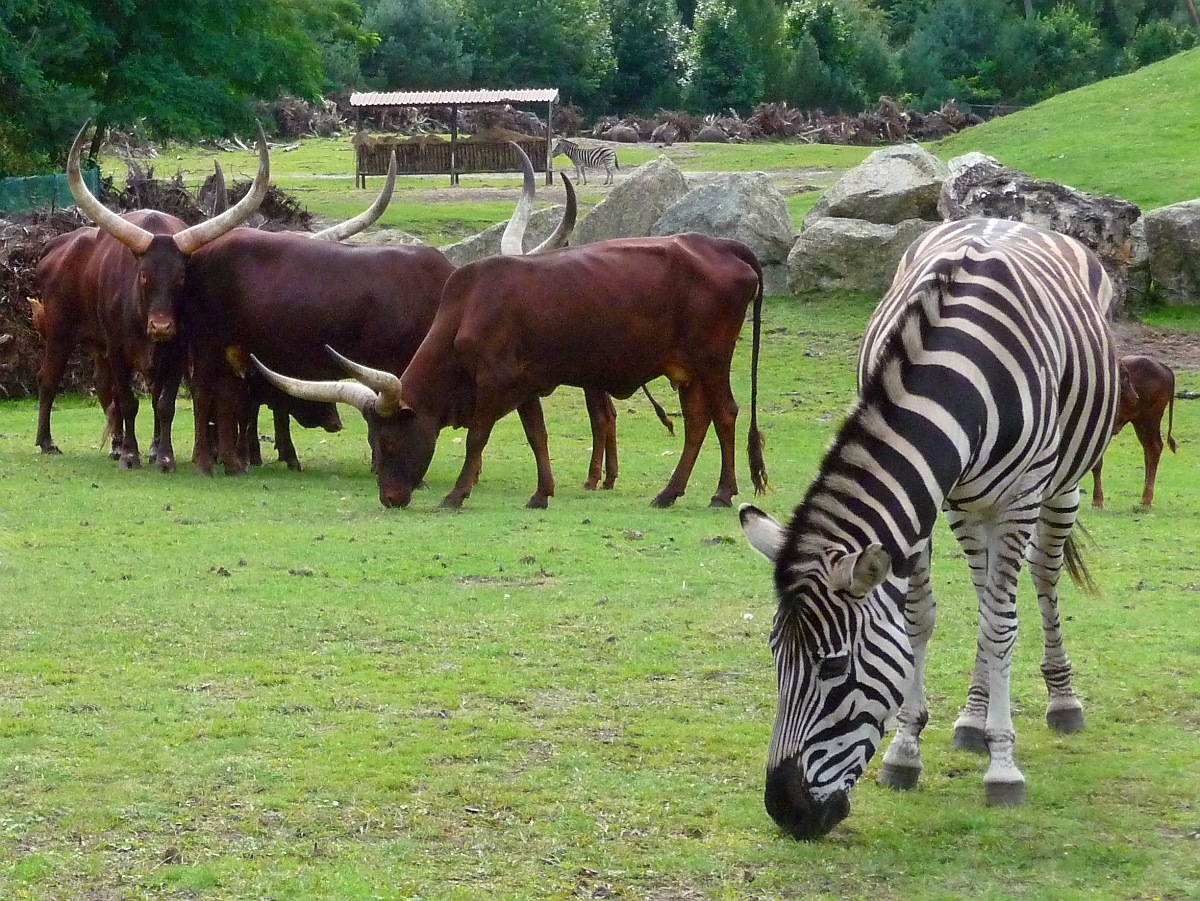 Watussi-Rinder und Zebra im Serengetipark, 9.9.15