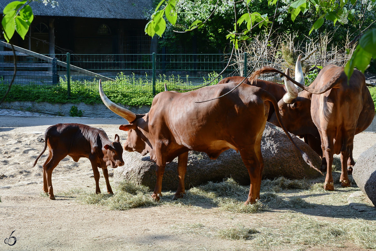 Watussi-Rinder im Zoo Berlin. (April 2018)