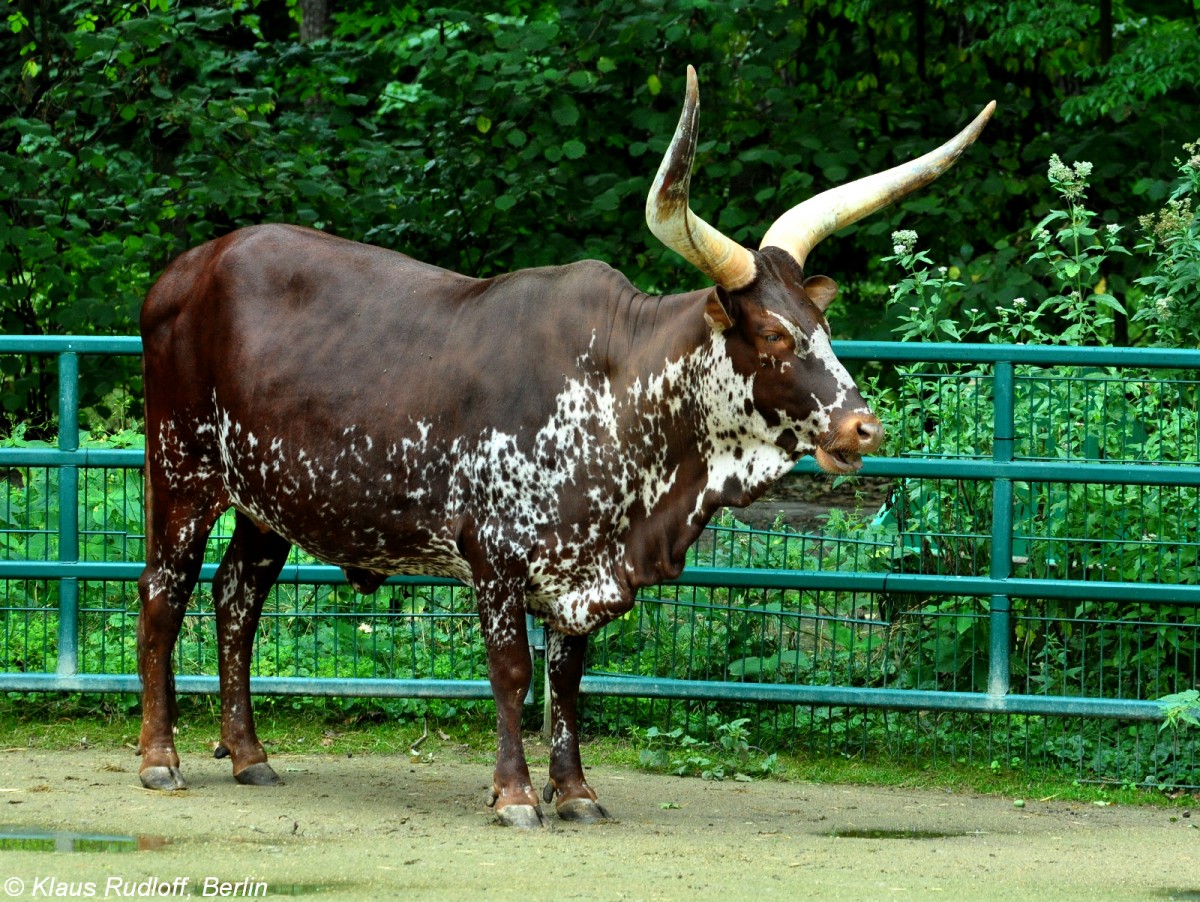 Watussirind oder Ankole-Rind (Bos primigenius f. taurus) im Tierpark Cottbus (August 2015).