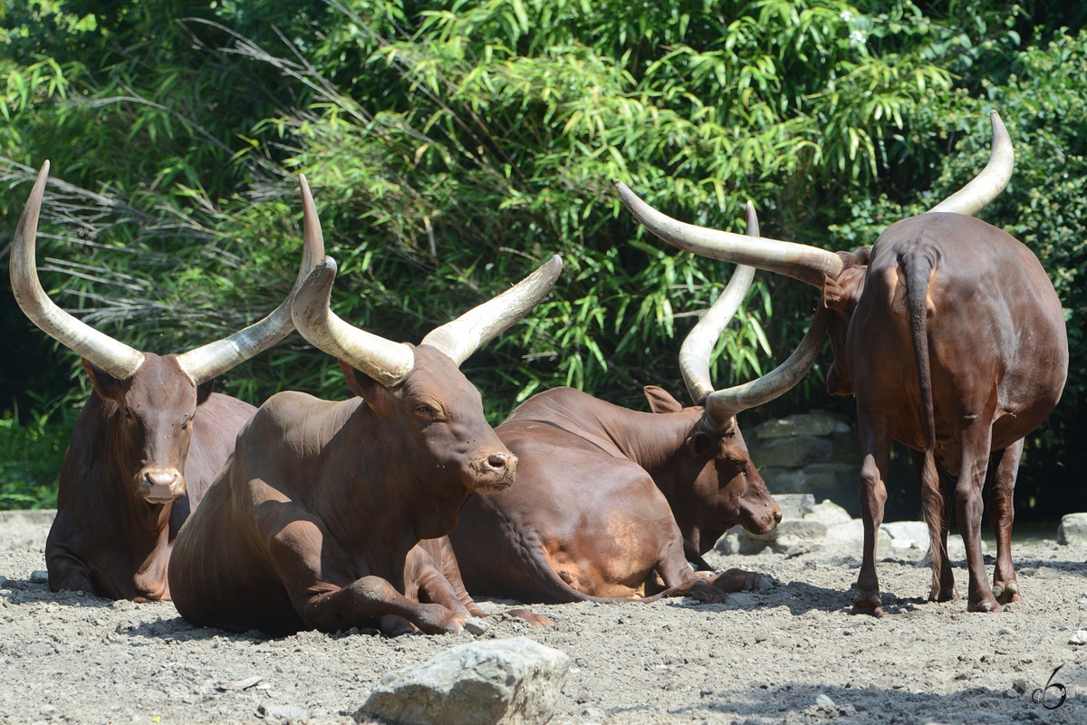 Watussirinder im Zoo Duisburg. (Juli 2013)