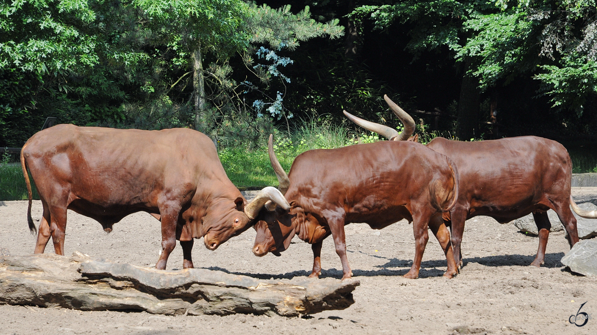 Watussirinder im Zoo Duisburg. (Juli 2013)