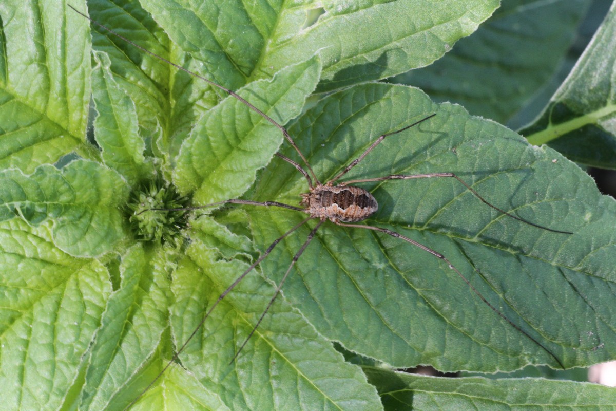 Weberknecht (Phalangium opilio) am 16.7.2010 bei Muggensturm.