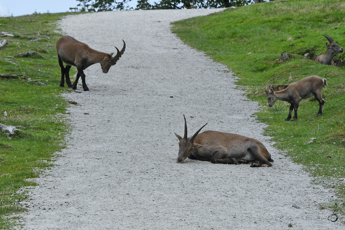 Wegelagernde Steinbcke Ende August 2019 im Wildpark Rosegg.