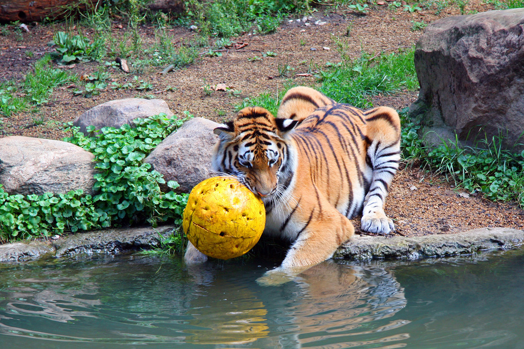 Wegen der Niederlage gegen die grauen Panther gleich den Ball zerbeißen, ein schlechter Verlierer. Amurtiger im Leipziger Zoo.