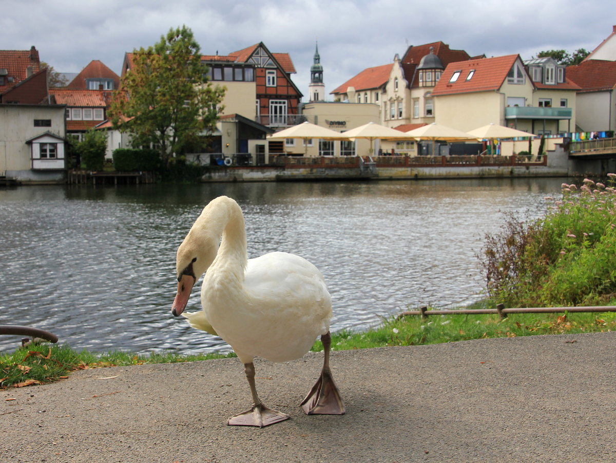  Wehe du warst das Recht an meinem eigenen Bild nicht!  schien der Schwan am 06.10.2020 in Celle zu denken. 