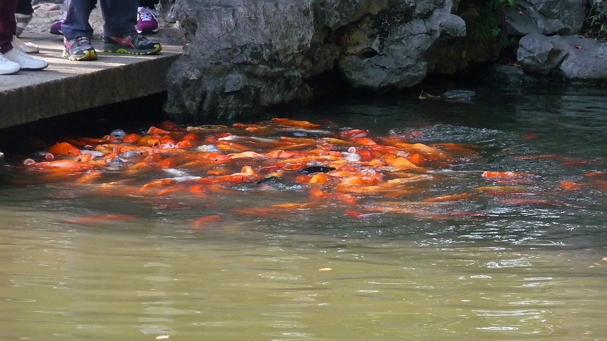 Wehe wenn sie gefüttert werden, dann mutieren die niedlichen Goldfische zu einem Schwarm von Killer-Karpfen:-)

Shanghai, Yu-Garden, 21.10.2015
