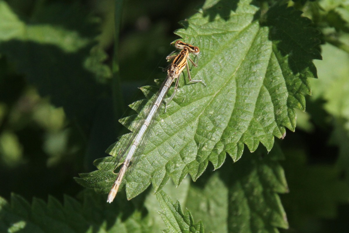 Weibchen einer Blauen Federlibelle (Platycnemis pennipes) am 18.7.2010 am Rhein bei Rust.