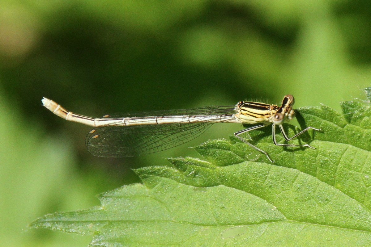 Weibchen einer Blauen Federlibelle (Platycnemis pennipes) am 18.7.2010 am Rhein bei Rust.