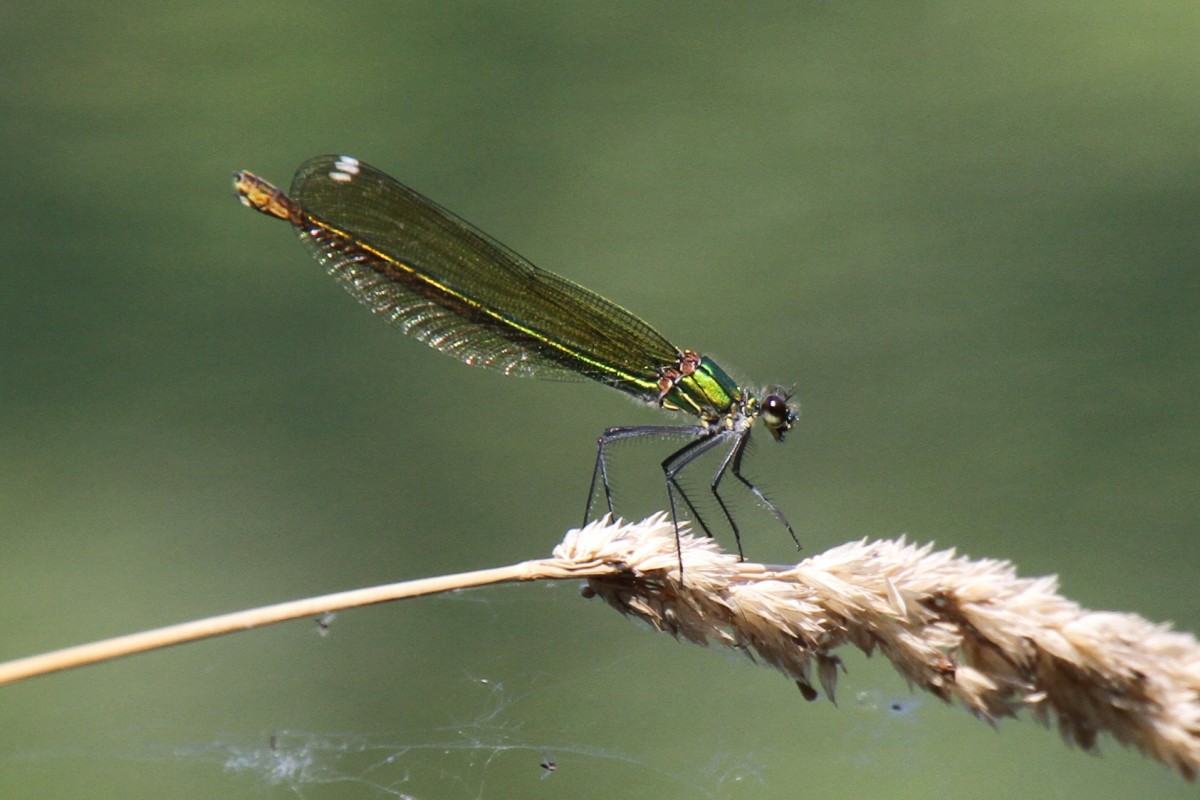 Weibchen einer Gebnderten Prachtlibelle (Calopteryx splendens) am 20.7.2010 bei Neuried am Oberrhein.