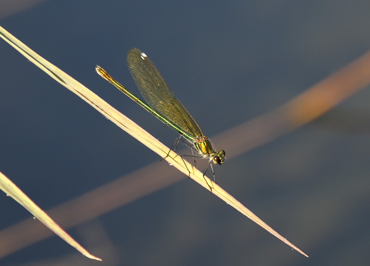 Weibchen einer Gebnderten Prachtlibelle (Calopteryx splendens) am 20.7.2010 bei Neuried am Oberrhein.