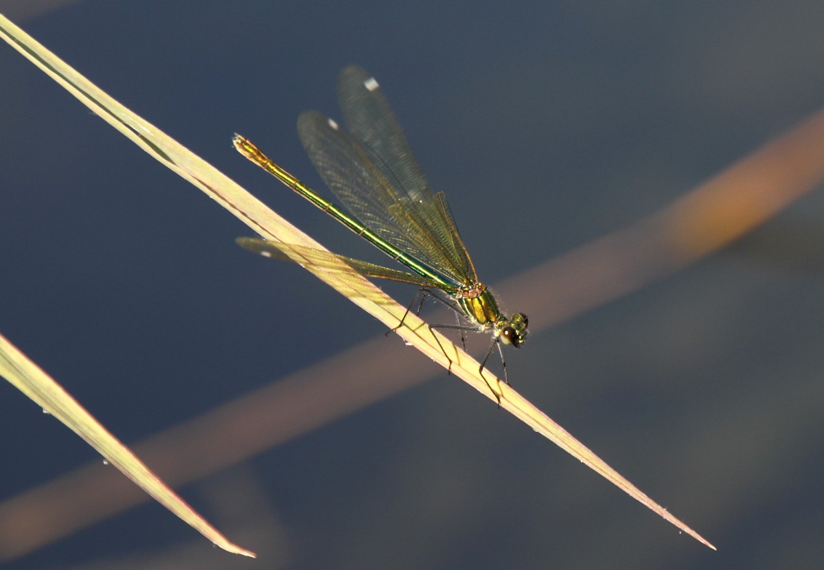 Weibchen einer Gebnderten Prachtlibelle (Calopteryx splendens) am 20.7.2010 bei Neuried am Oberrhein.