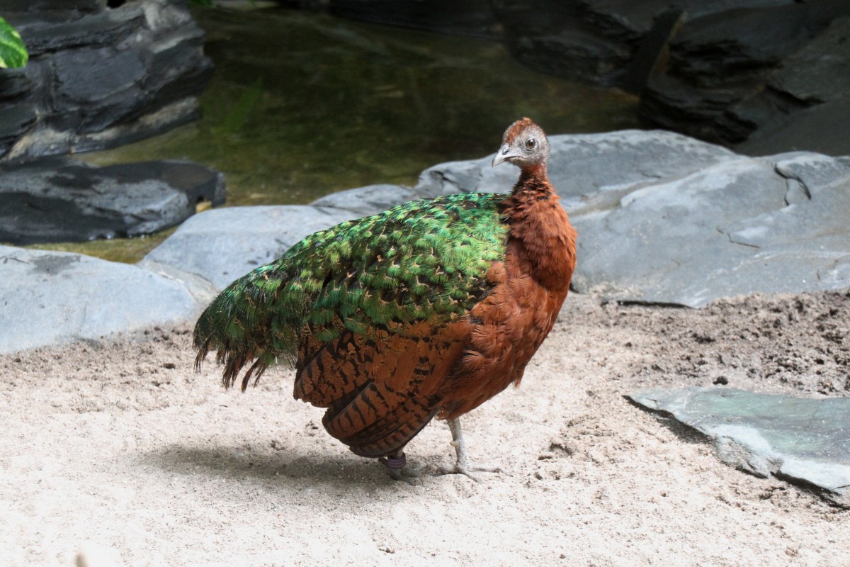 Weiblicher Kongopfau (Afropavo congensis) am 3.8.2010 im Frankfurter Zoo.