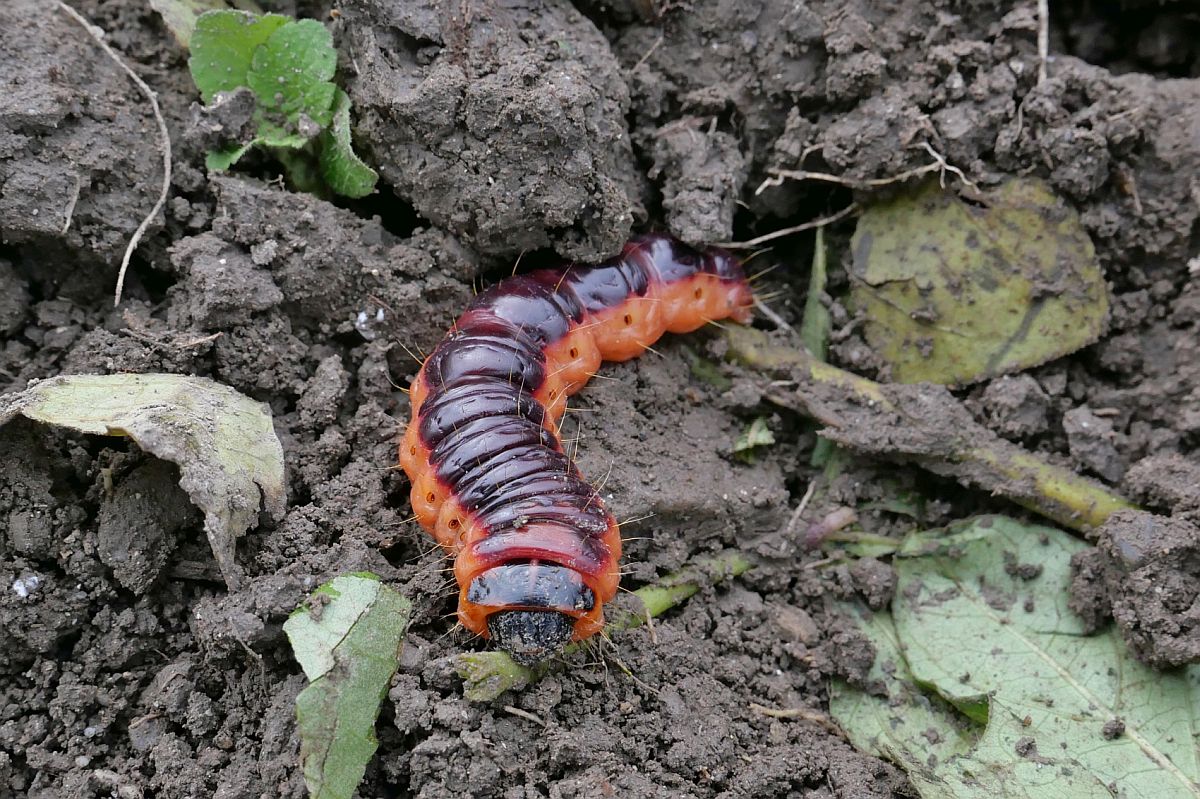 Weidenbohrer-Raupe am Rand eines abgeernteten Skartoffelfeldes auf der Insel Reichenau am 09.10.2022