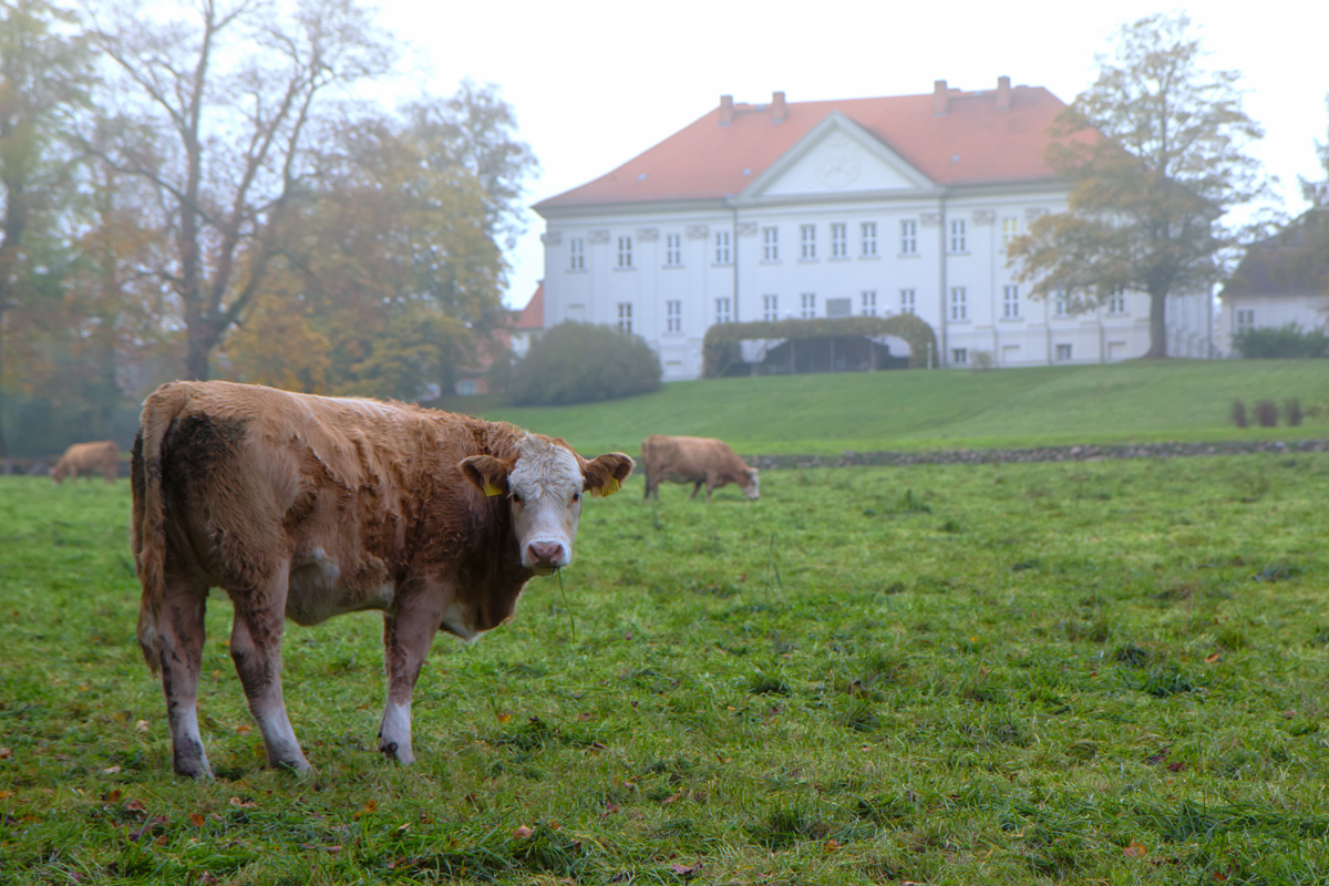 Weidende Rinder im Schlosspark vor der Louisen Gedenksttte in Hohenzieritz. - 31.10.2014
