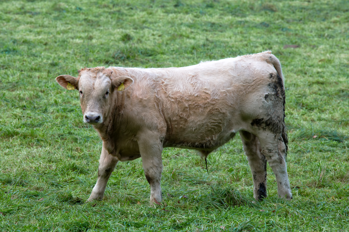 Weidender Jungbulle im Schlosspark-Hohenzieritz. - 31.10.2014