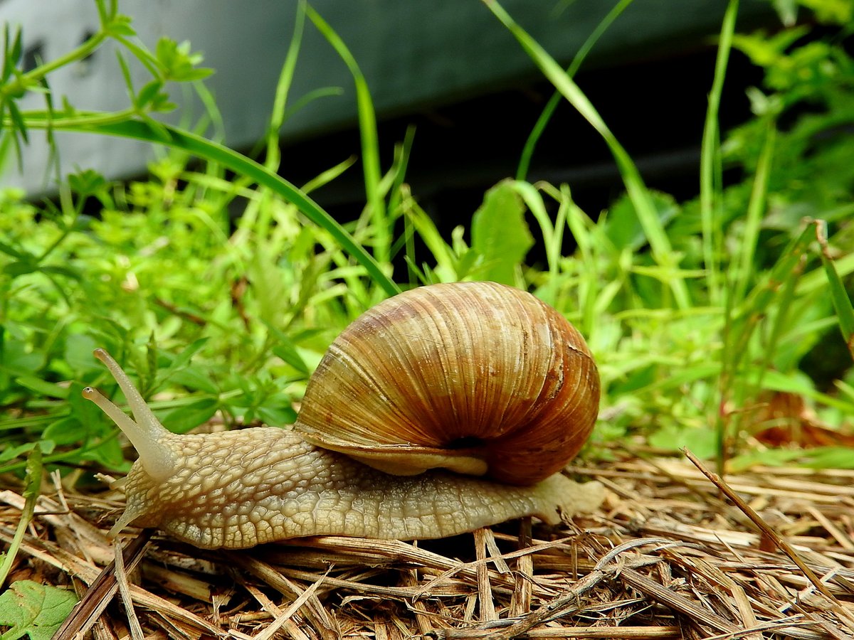 Weinbergschnecke (Helix pomatia)  in voller Fahrt ,  am Gelnde der GTB-Museumseisenbahn in Pckstein-Zwischenwssern; 170903