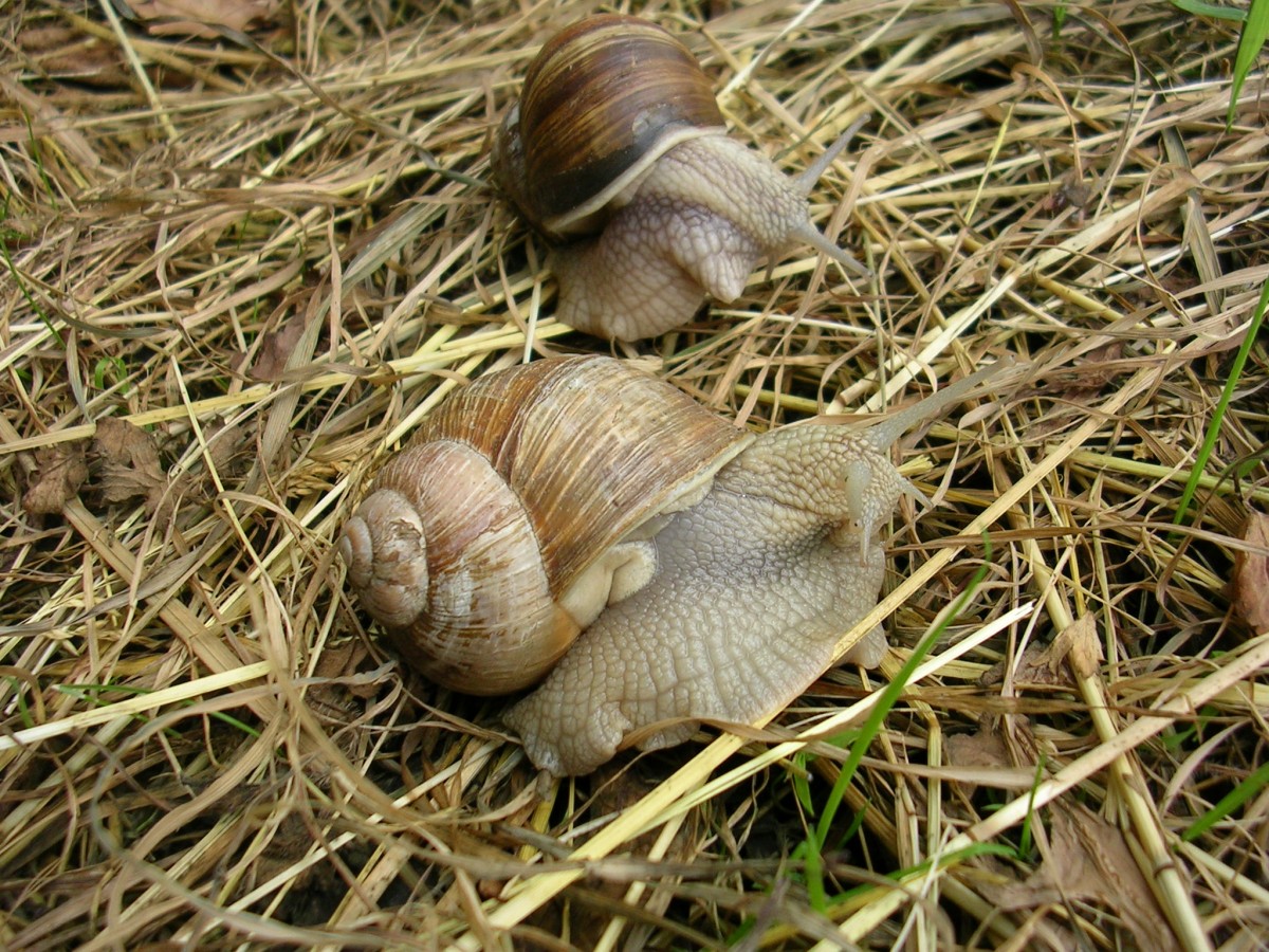 Weinbergschnecke (Helix pomatia).Gesehen in der freien Natur im Randbereich der Stadt Brakel. 