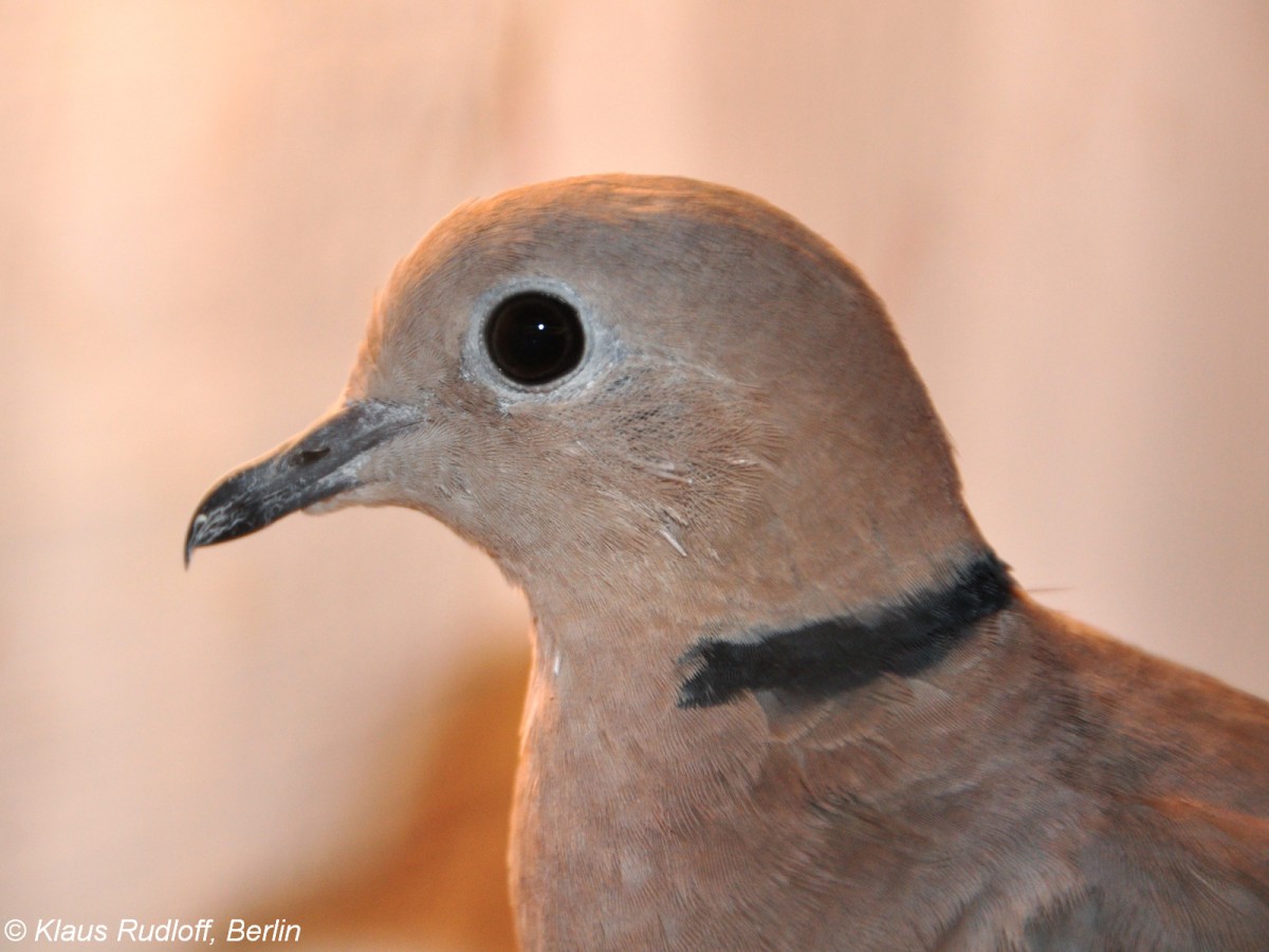 Weinrote-Halsringtaube (Streptopelia tranquebarica) auf der Landesvogelschau Recklinghausen (Januar 2014).