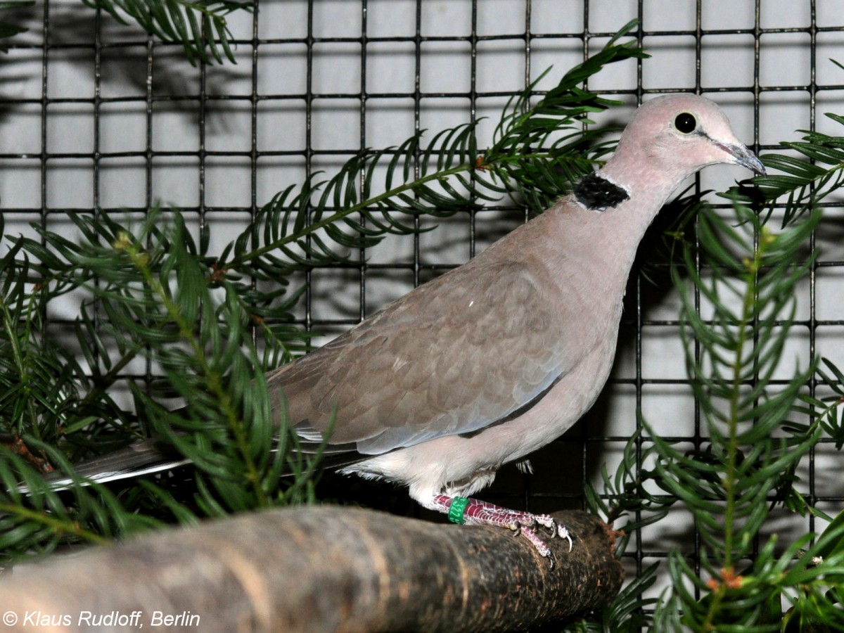 Weinrote Turteltaube (Streptopelia vinacea) auf der Landesvogelschau Recklinghausen (Januar 2014).