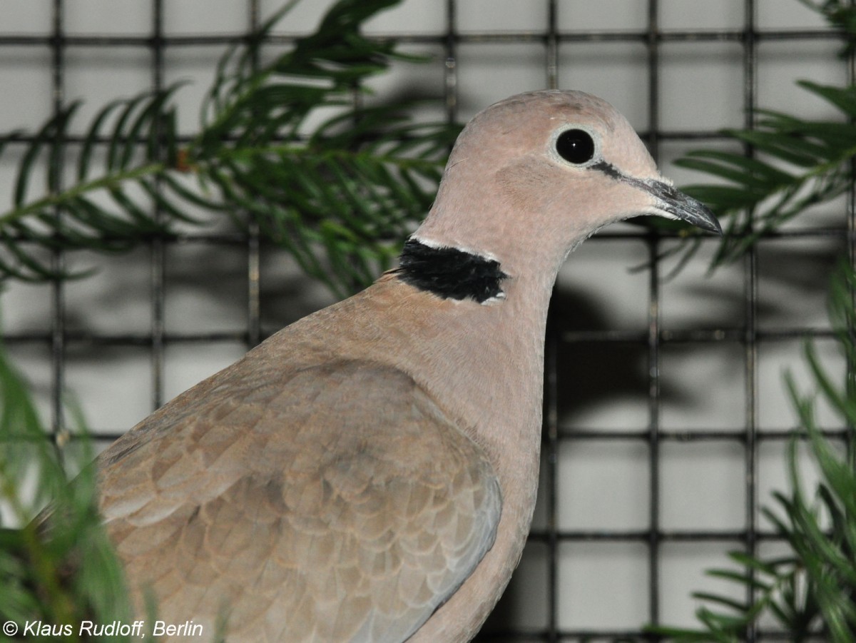 Weinrote Turteltaube (Streptopelia vinacea) auf der Landesvogelschau Recklinghausen (Januar 2014).