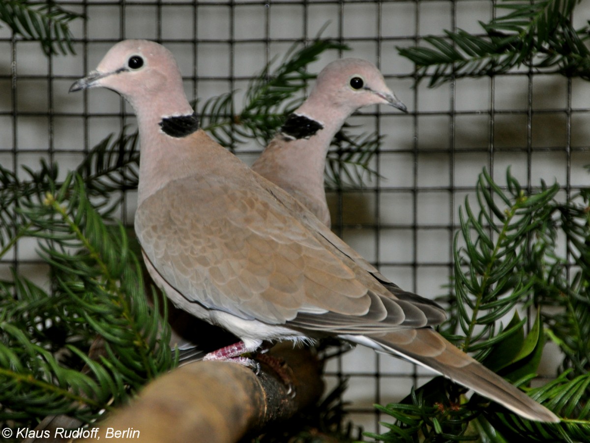 Weinrote Turteltaube (Streptopelia vinacea) auf der Landesvogelschau Recklinghausen (Januar 2014).