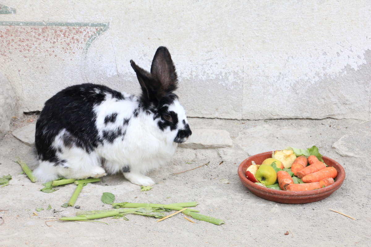 Wei gefleckter Hase im Tiergarten Schnbrunn in Wien am 02.09.2015 kurz vor der Mahlzeit. 