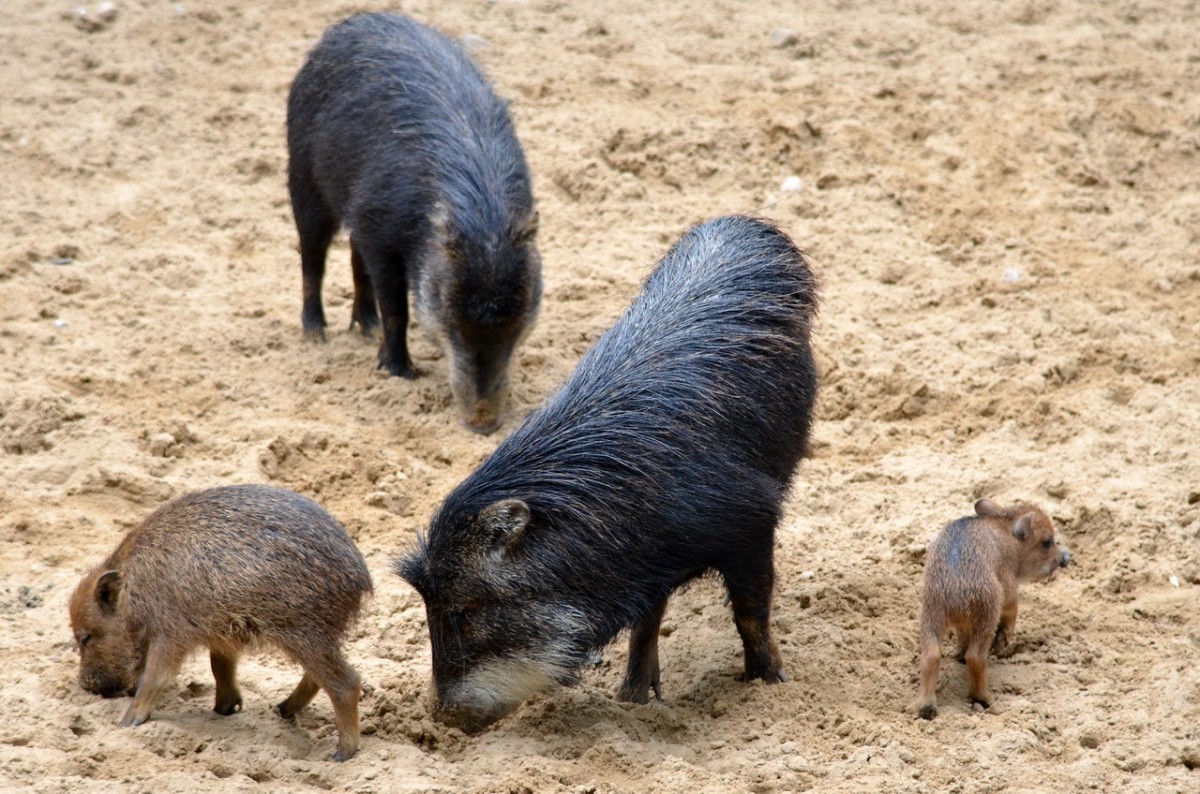 Weibartpekaris    im Zoo Berlin  14.08.2014