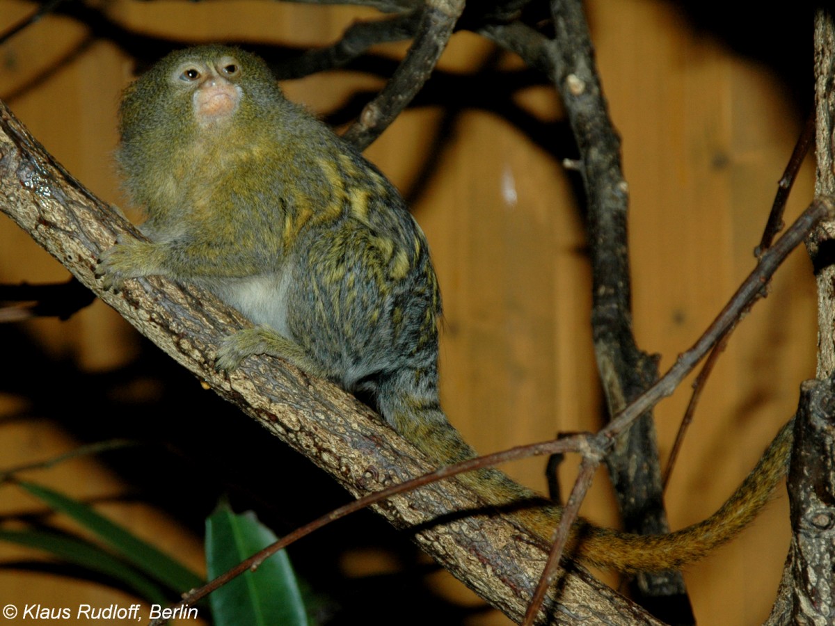 Weibauch-Zwergseidenffchen (Callithrix pygmaea niveiventris) im Tierpark Berlin (2006).