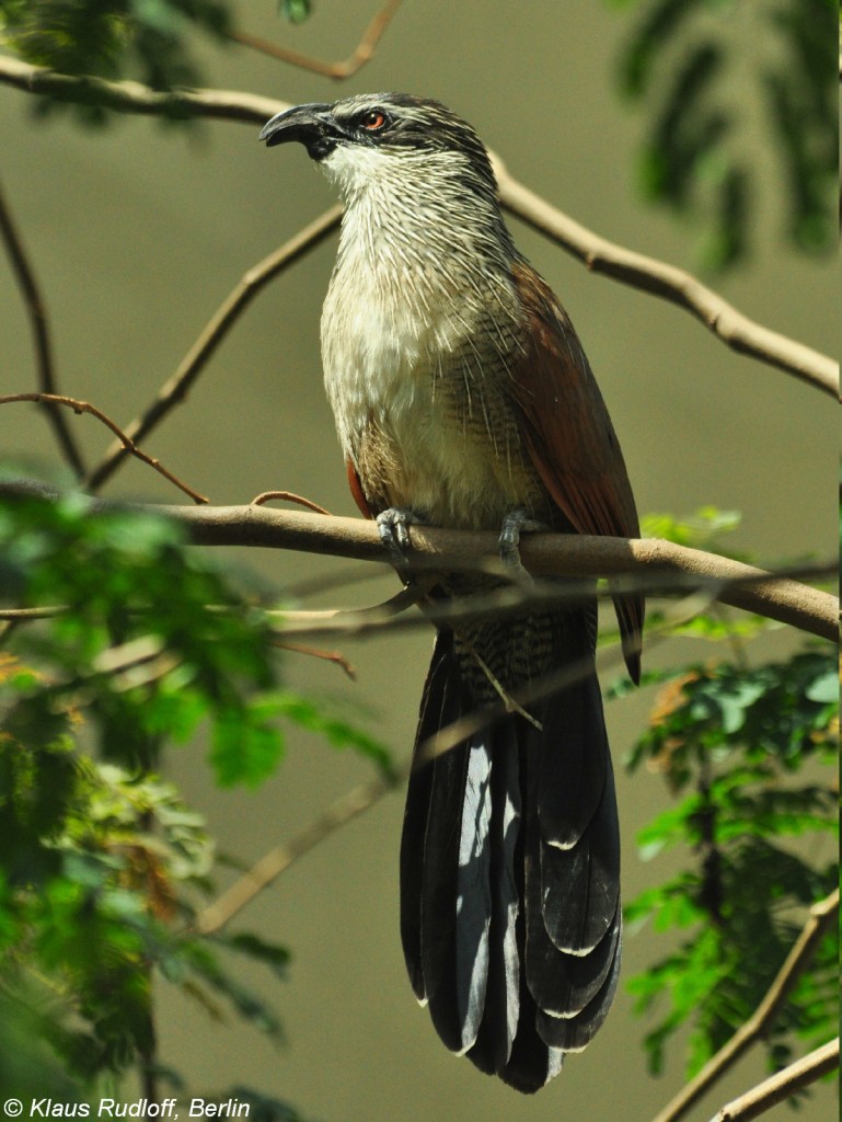 Weibrauen-Spornkuckuck (Centropus superciliosus) im Zoo Berlin (Juli 2015).